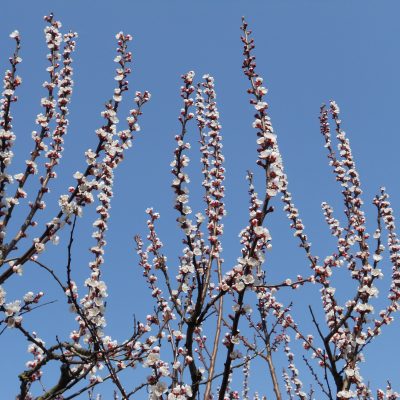 Il cambiamento in pochi passi (attraverso la metafora della potatura)