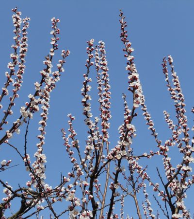 Il cambiamento in pochi passi (attraverso la metafora della potatura)