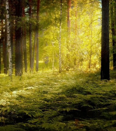 Cronache dal Sottobosco: La Felce